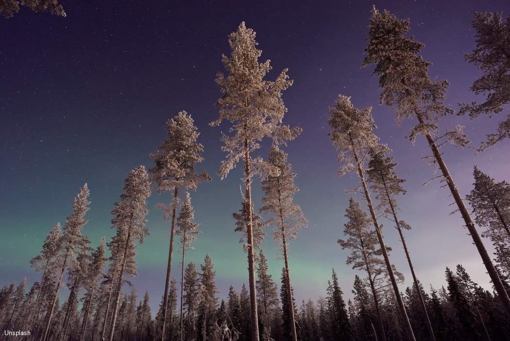 Huskysafari in Lapland Afbeelding